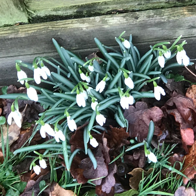 plant image 630258