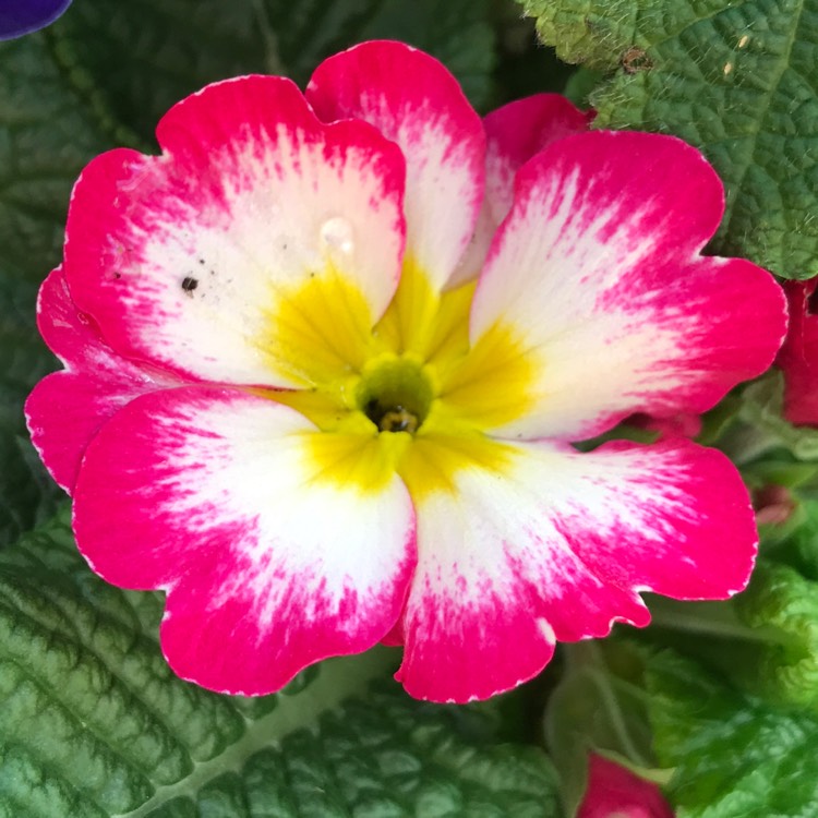 plant image 634104
