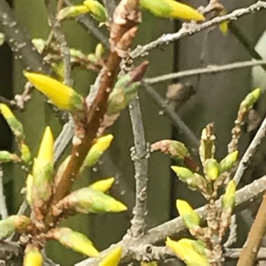 plant image 640609
