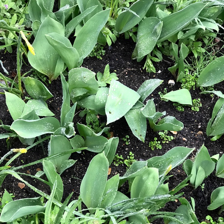 plant image 642185 plant image 642185