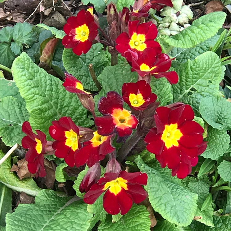plant image 647390 plant image 647390