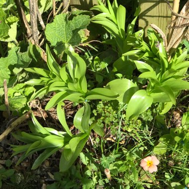 Fritillaria imperialis 'Rubra Maxima'