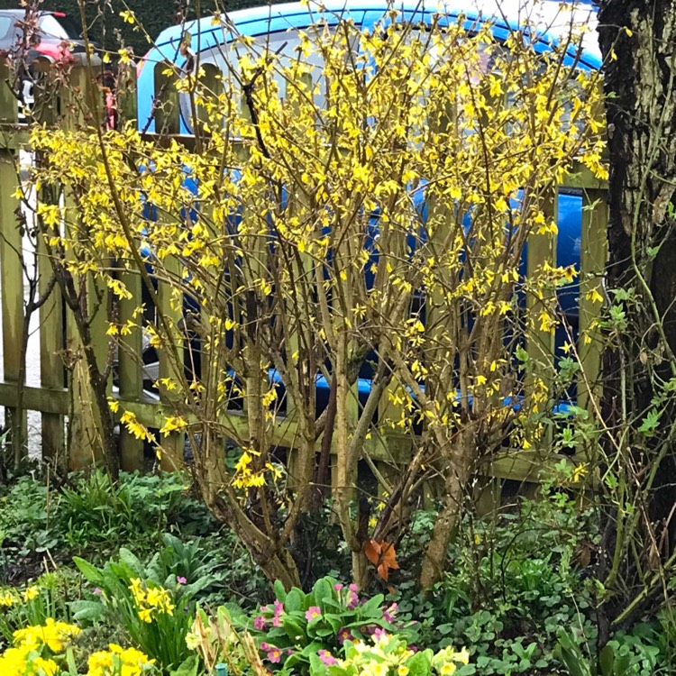 plant image 654402