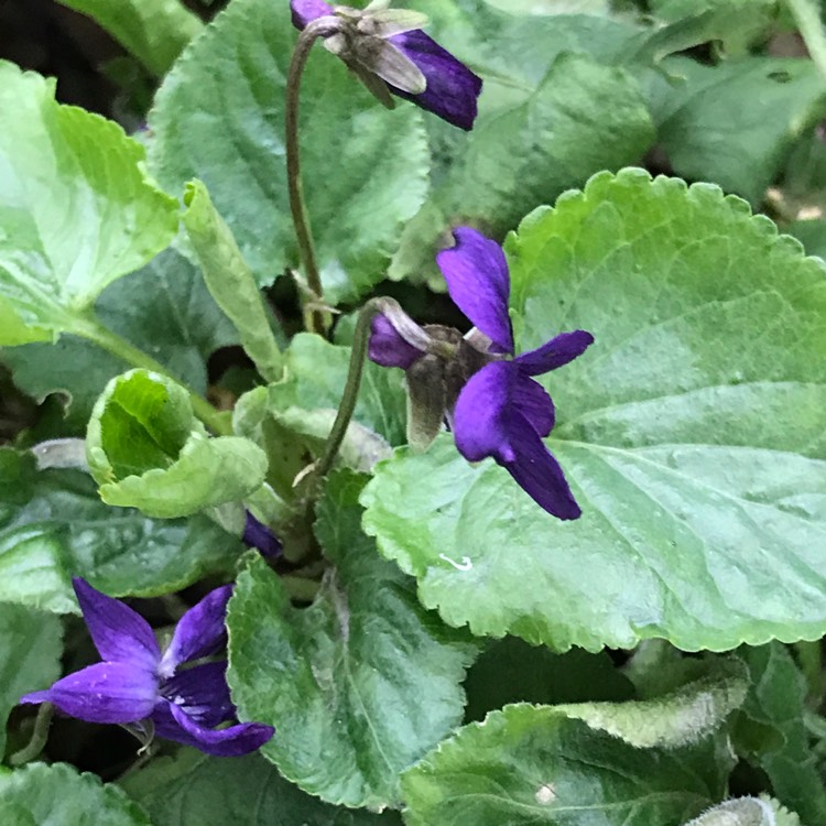 Plant image Viola riviniana 'Purpurea'