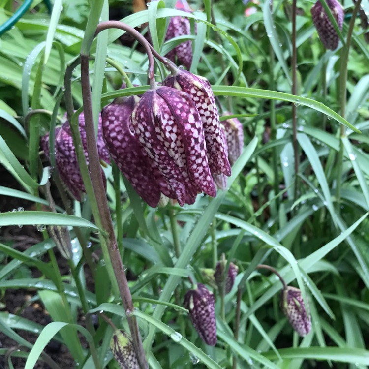 plant image 656150 plant image 656150