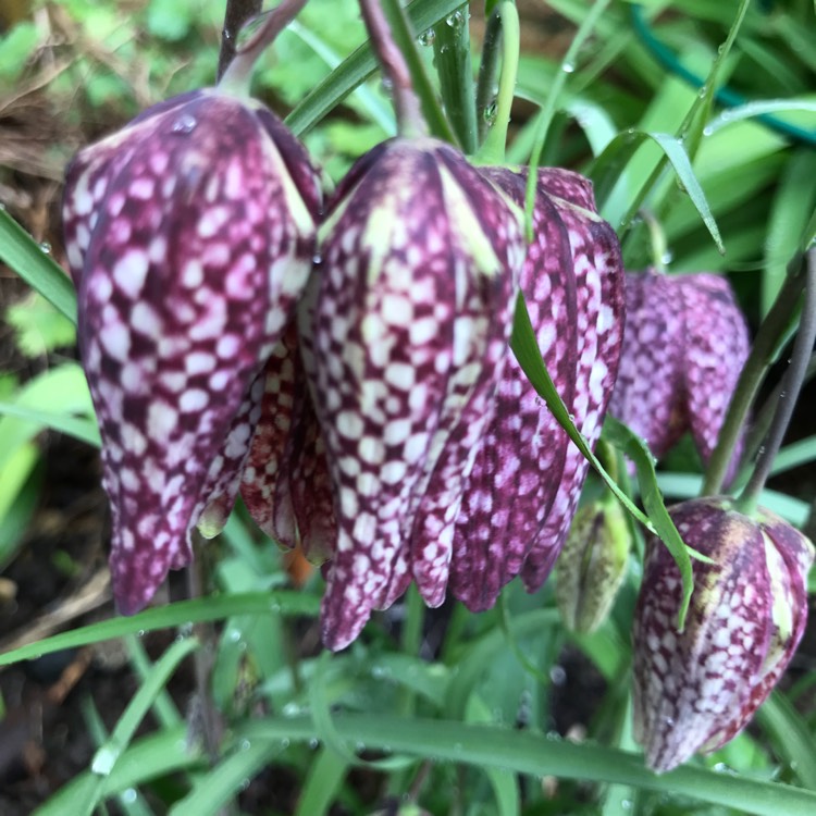 plant image 656154 plant image 656154