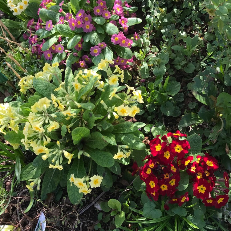 plant image 658614 plant image 658614