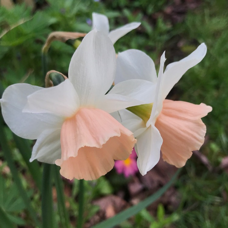 plant image 659108 plant image 659108