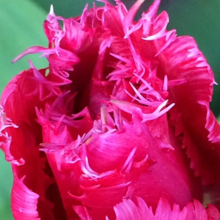 plant image 662478 plant image 662478