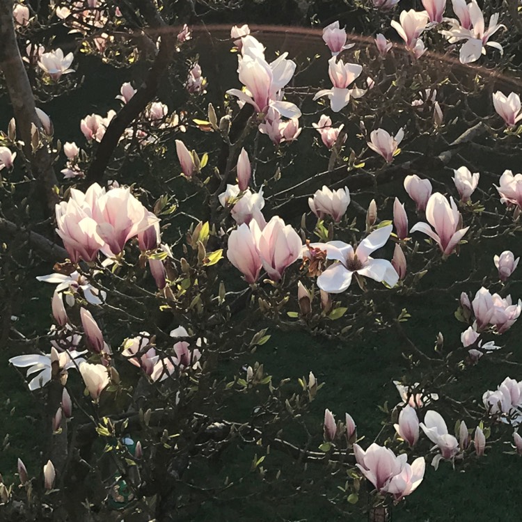 plant image 664767