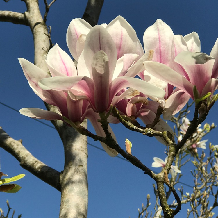 plant image 665404