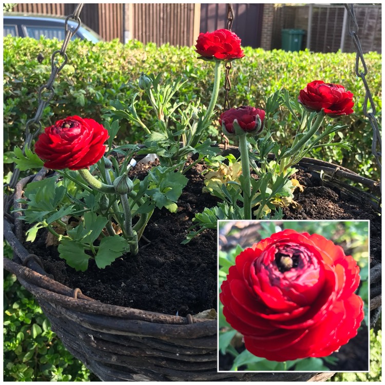 Plant image Ranunculus asiaticus