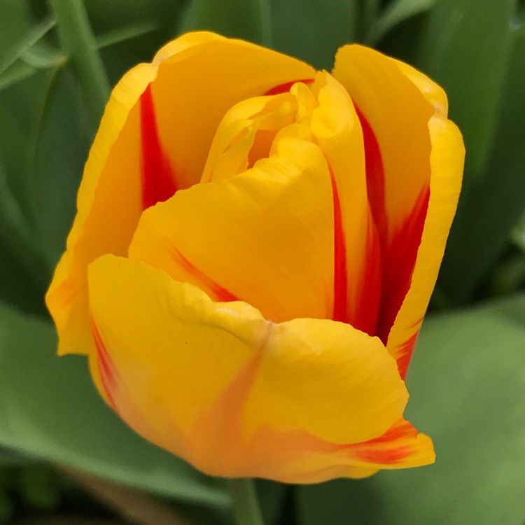 plant image 671196 plant image 671196