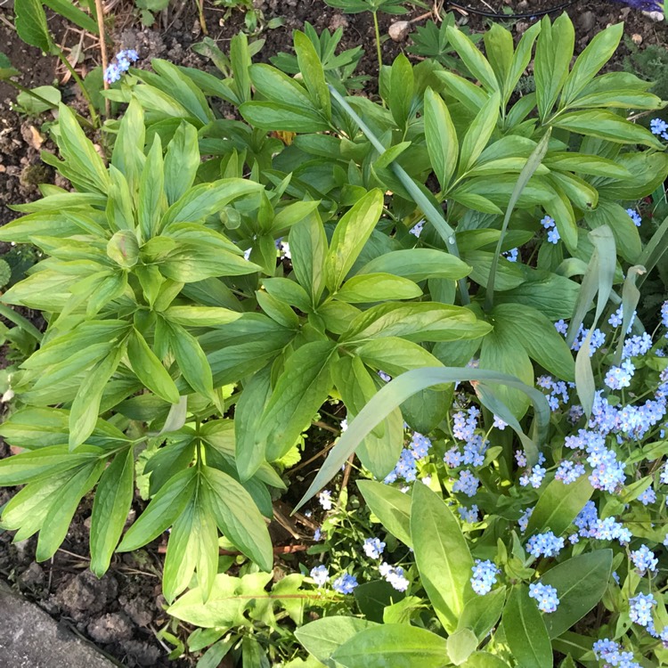 plant image 675309 plant image 675309