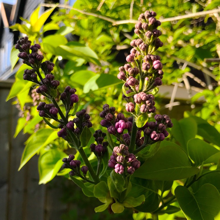 plant image 675314