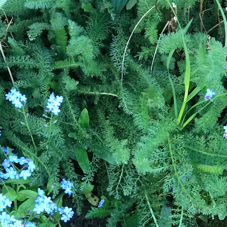 plant image 675319 plant image 675319