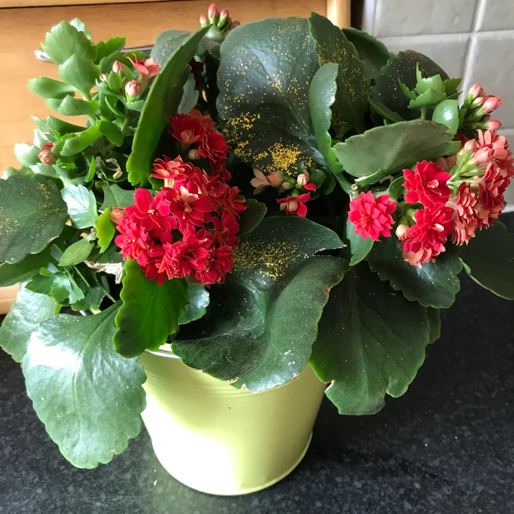 plant image 681484
