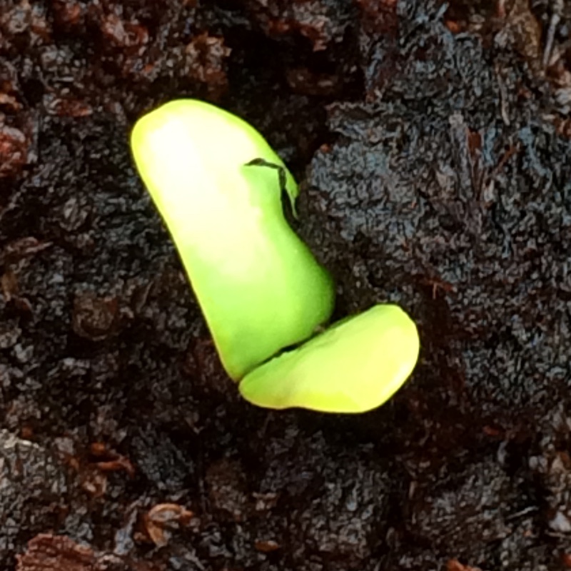 plant image 68669