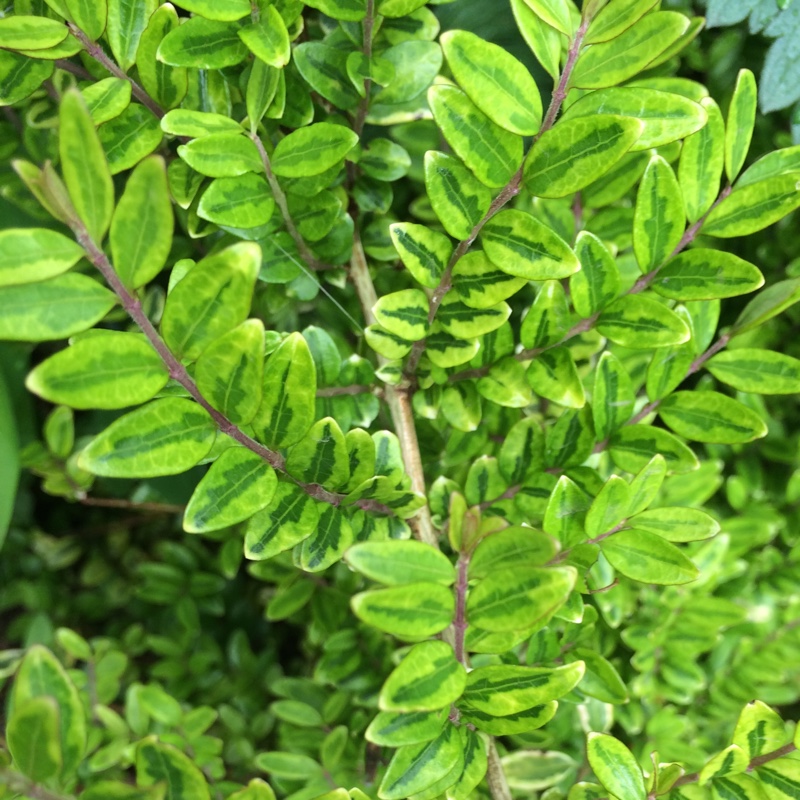plant image 68705