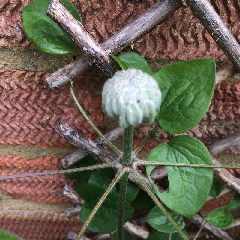 plant image 68715