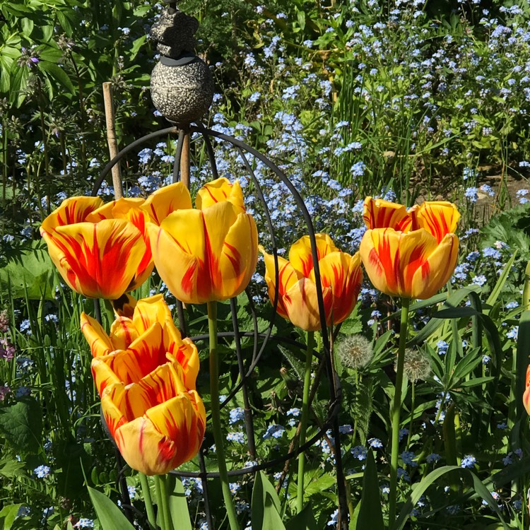 plant image 687517 plant image 687517