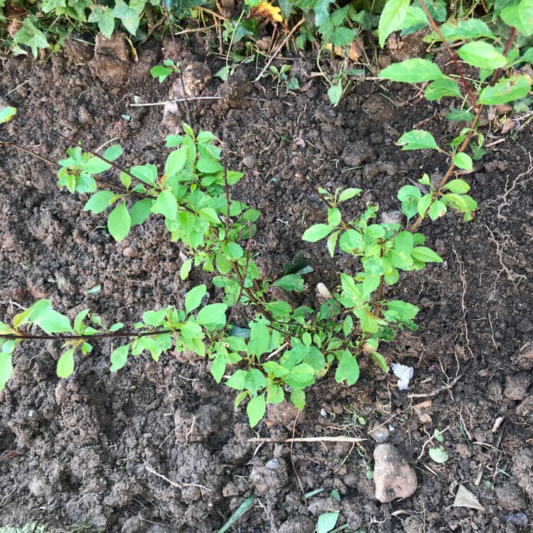 Plant image Prunus triloba 'Rosemund' syn. Prunus triloba 'Korros'