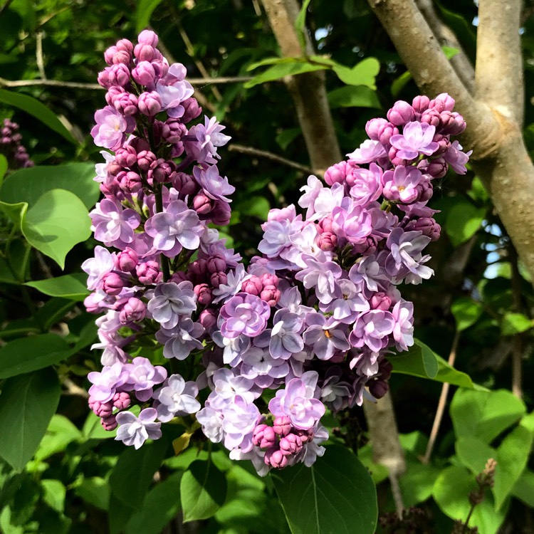 plant image 690698