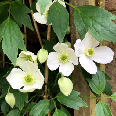 Clematis Montana 'grandiflora'