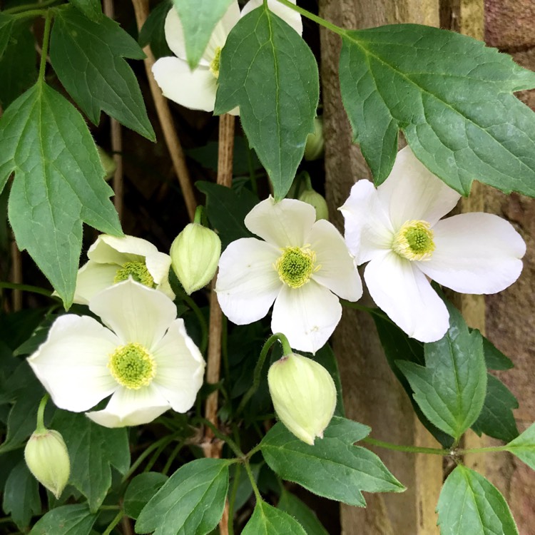 plant image 690709