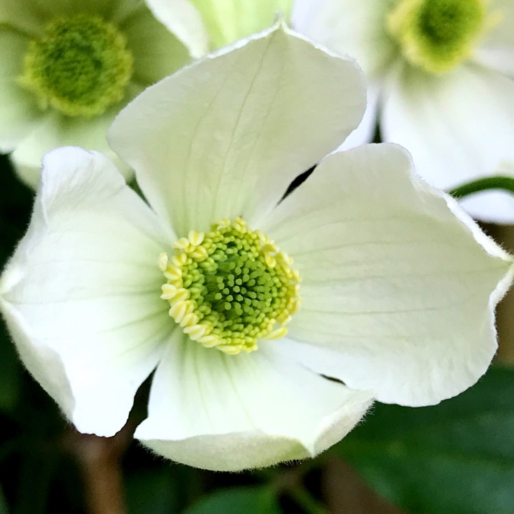 plant image 690710