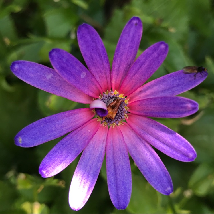 plant image 699083