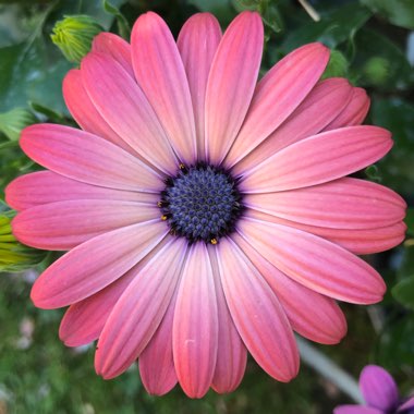 Osteospermum