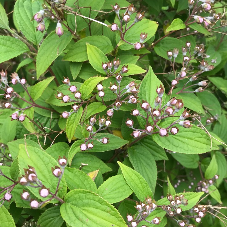 plant image 701069 plant image 701069