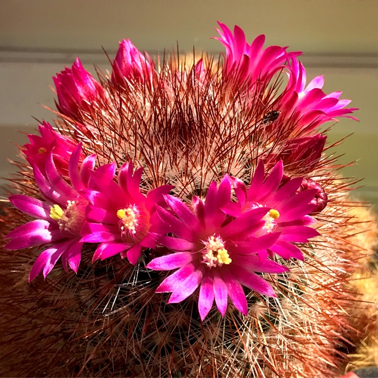 Plant image Mammillaria spinosissima f. rubrispina