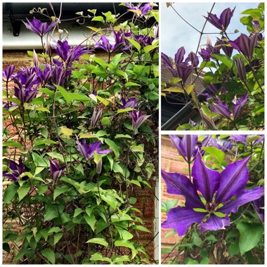 Clematis 'Daniel Deronda'