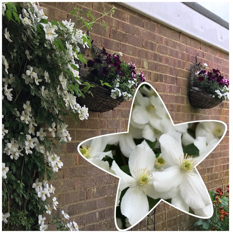plant image 707114