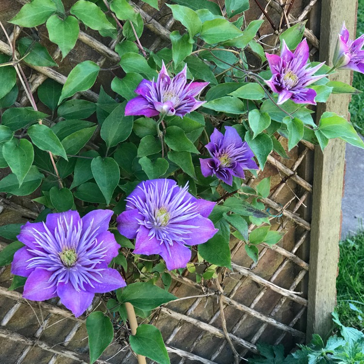 Plant image Clematis 'Crystal Fountain'™ evipo038