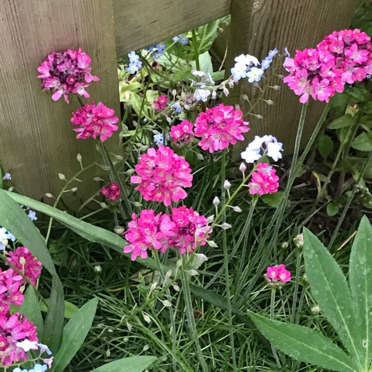 Plant image Armeria maritima 'Splendens'