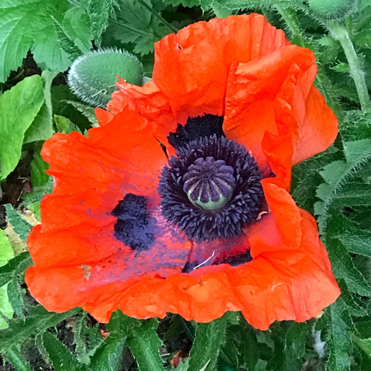 plant image 711702 plant image 711702