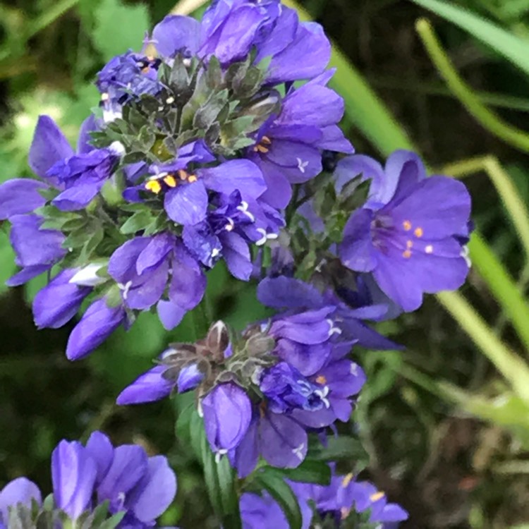 plant image 711707 plant image 711707