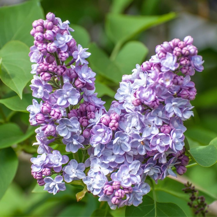 plant image 716545