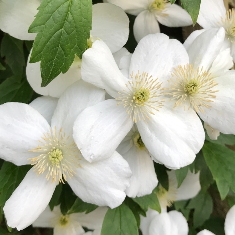 plant image 724881