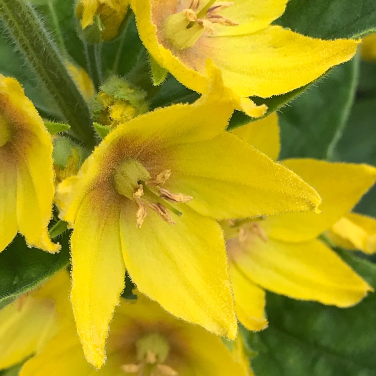 plant image 725642 plant image 725642