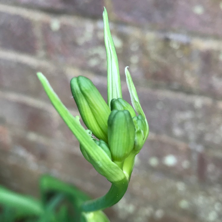 plant image 725689 plant image 725689