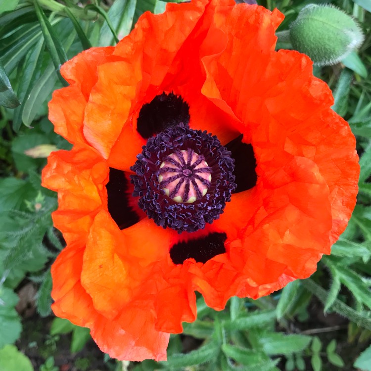 plant image 725695 plant image 725695