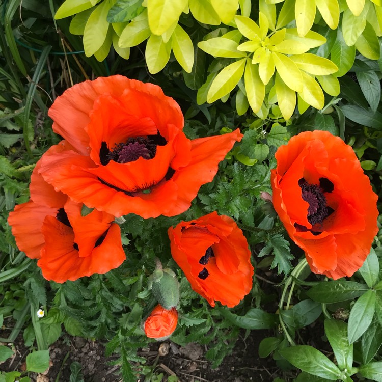 plant image 734183 plant image 734183