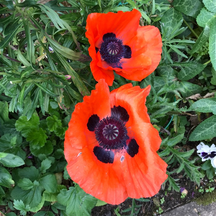 plant image 734184 plant image 734184