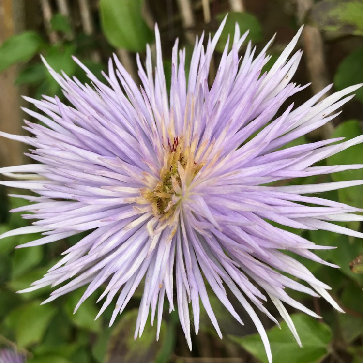 plant image 734822 plant image 734822