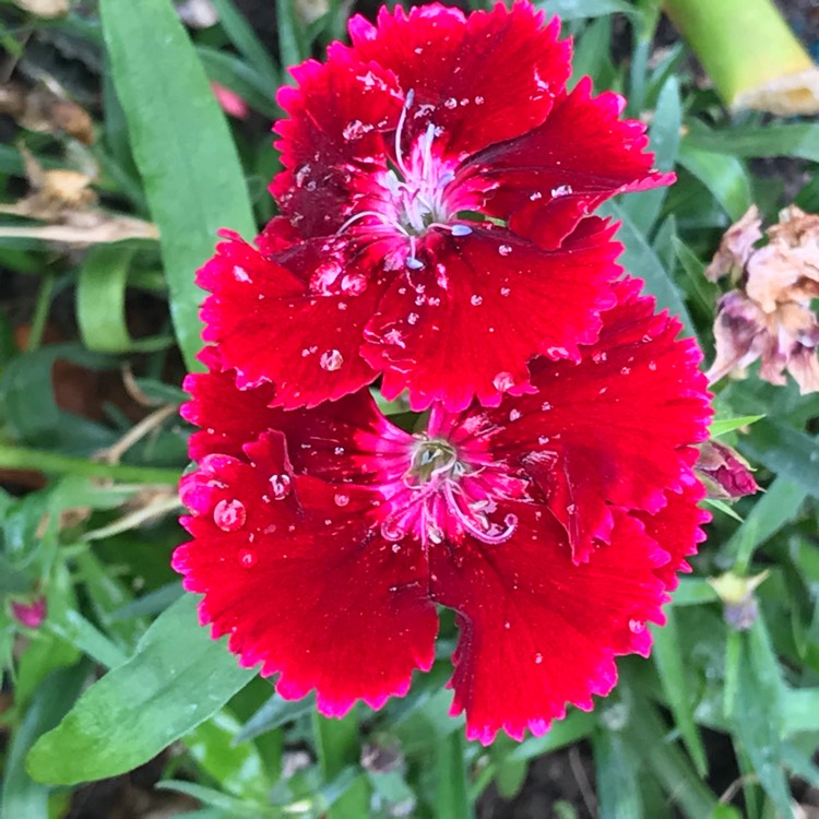 Plant image Dianthus chinensis x barbatus