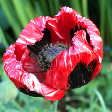 Papaver commutatum 'Ladybird'